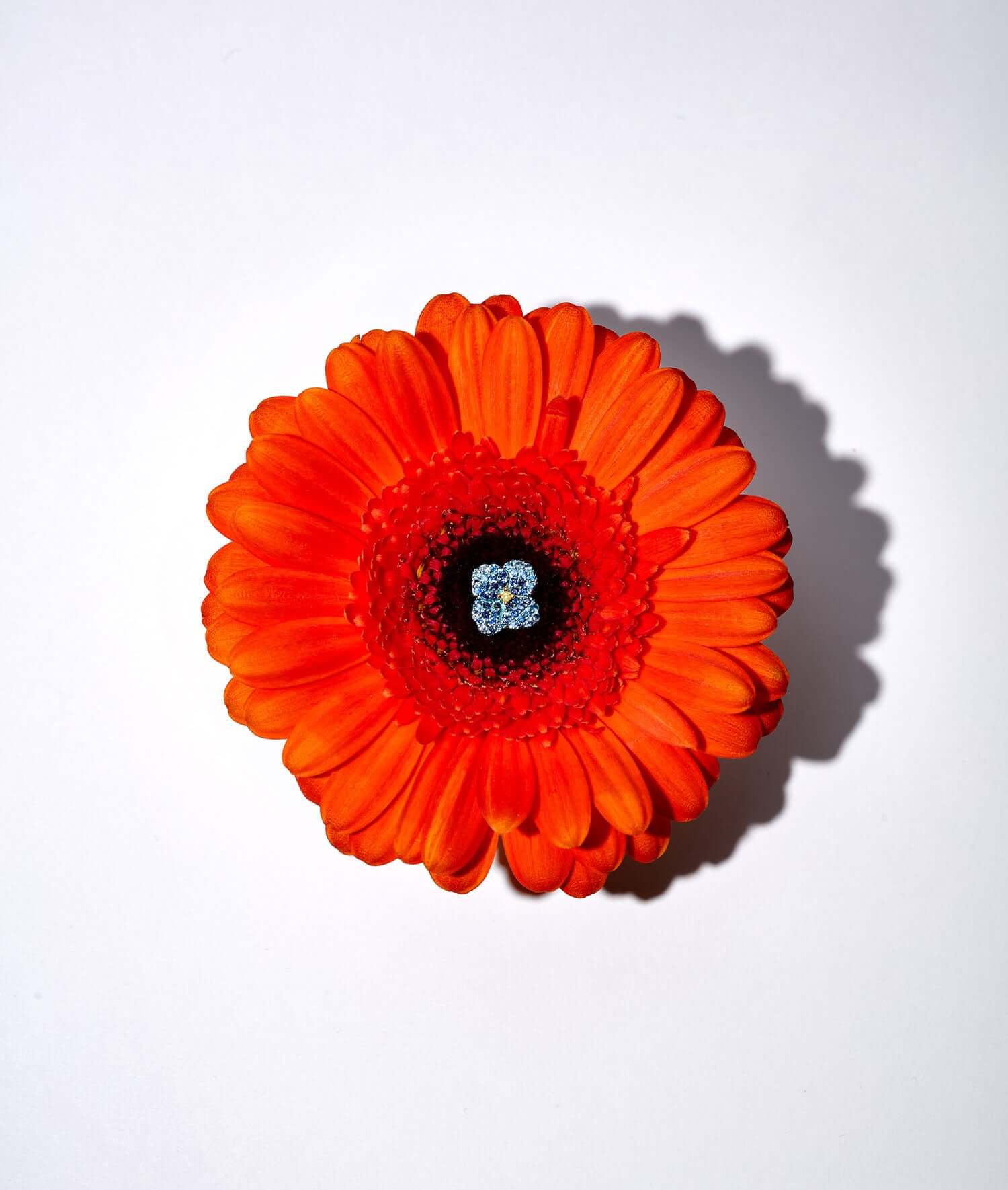 Blue poppy charm styled on a red poppy flower.