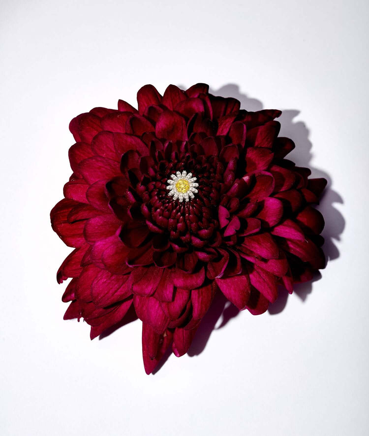 Deep red flower with layered petals and a contrasting yellow center on a white background.
